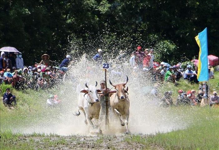 Tưng bừng lễ hội đua bò truyền thống của đồng bào Khmer